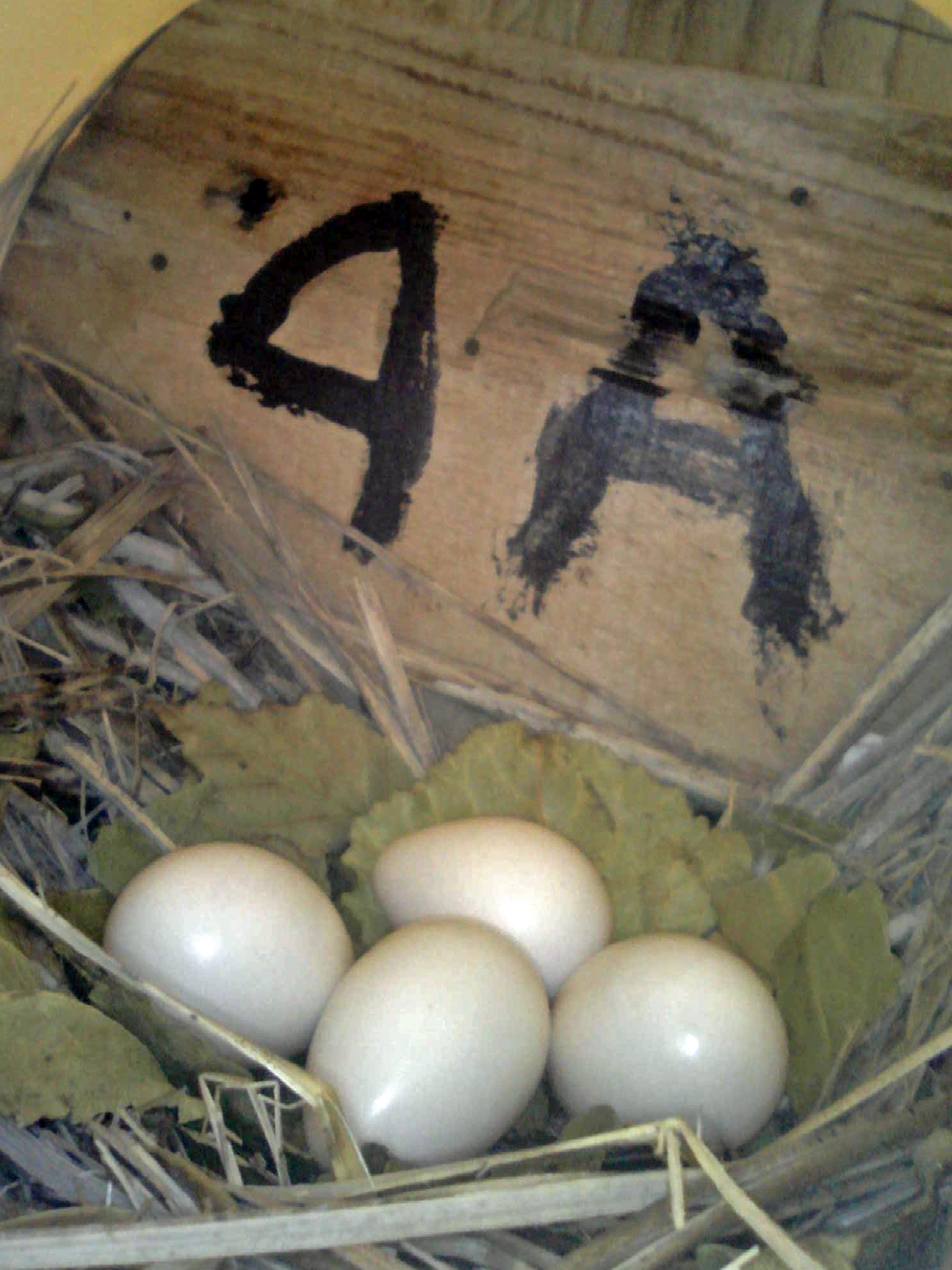 OPAS 4A